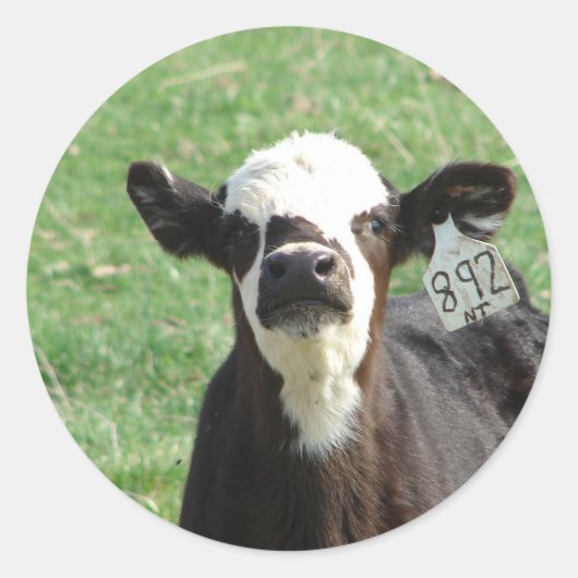 Sticker Rond Cute Calf (Devant)