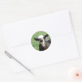 Sticker Rond Cute Calf (Enveloppe)
