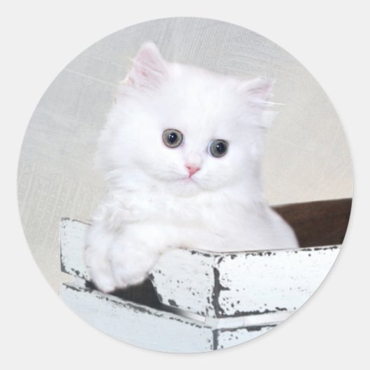 Sticker Rond Cute chaton persan blanc (Devant)