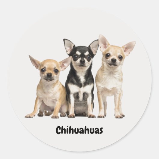 Sticker Rond Cute Chihuahua Pupplies (Devant)