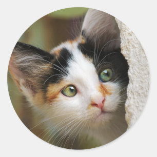 Sticker Rond Cute Curieux Chat Kitten Prying Eyes Portrait Phot