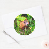 Sticker Rond Cute Curious Baby Groundhog Woodchuck (Enveloppe)