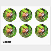 Sticker Rond Cute Curious Baby Groundhog Woodchuck (Feuille)