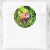 Sticker Rond Cute Curious Baby Groundhog Woodchuck (Sac)