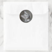 Sticker Rond Cute Curious Grey Tabby Cat Kitten (Sac)