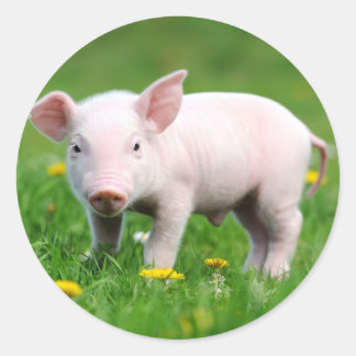 Sticker Rond Cute ferme Vie ferme Écorce rose Piglet
