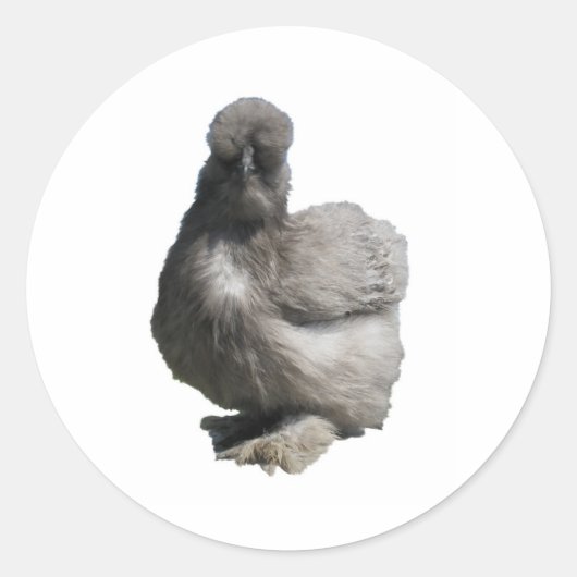 Sticker Rond Cute Fluffy Blue Silkie Poulet (Devant)