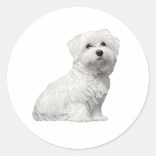 Sticker Rond Cute Fluffy Maltese Lili