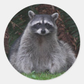 Sticker Rond Cute Forest Raccoon Photo Faune (Devant)