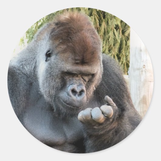 STICKER ROND CUTE GORILLA (Devant)