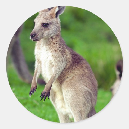 Sticker Rond Cute jeune Kangaroo (Devant)