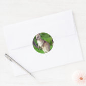 Sticker Rond Cute jeune Kangaroo (Enveloppe)