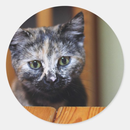 Sticker Rond Cute Kitten noir et blanc (Devant)
