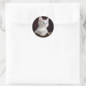 Sticker Rond Cute Kittens (Sac)