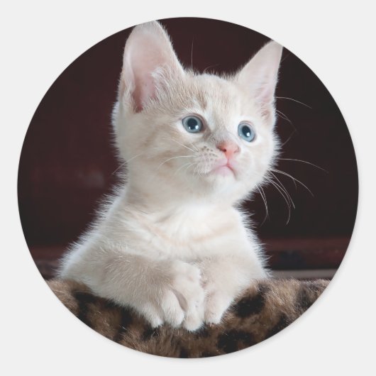 Sticker Rond Cute Kittens (Devant)