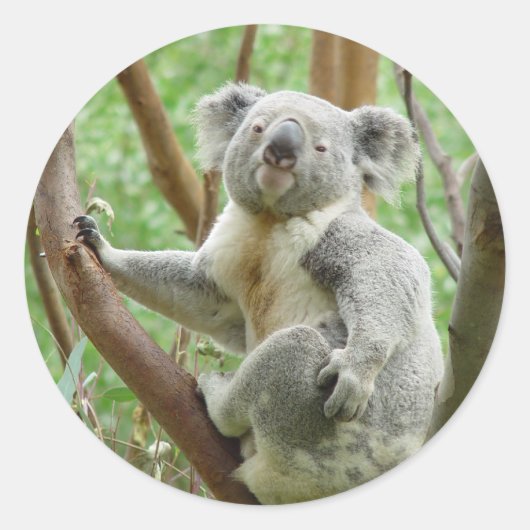 Sticker Rond Cute Koala (Devant)