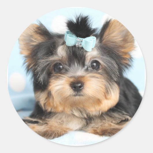 Sticker Rond Cute Little Tiny Yorkie Conception de la coupe (Devant)