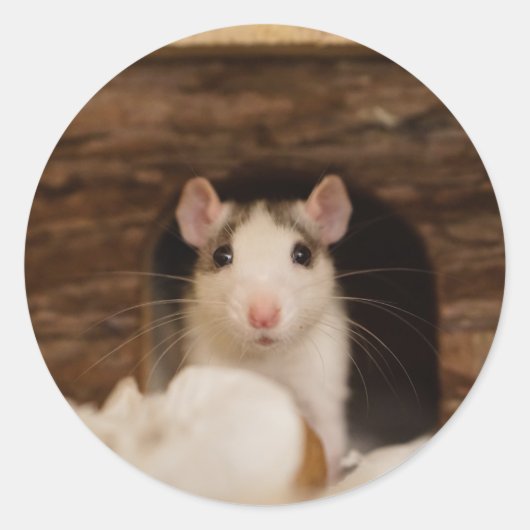 Sticker Rond Cute rat (Devant)