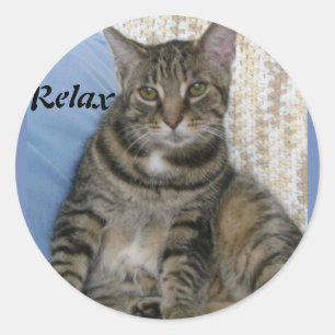 Sticker Rond Cute tabby Chat