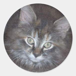 Sticker Rond Cute Torbie Kitten