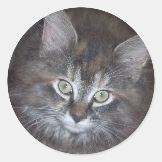 Sticker Rond Cute Torbie Kitten (Devant)