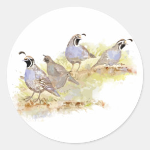 Sticker Rond Cute Watercolor California Quail Bird Art
