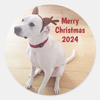 Sticker Rond Cute White Reindeer Dog Photo Merry Christmas