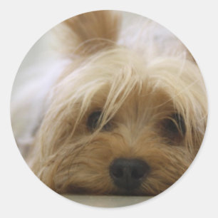 Sticker Rond Cute Yorkie