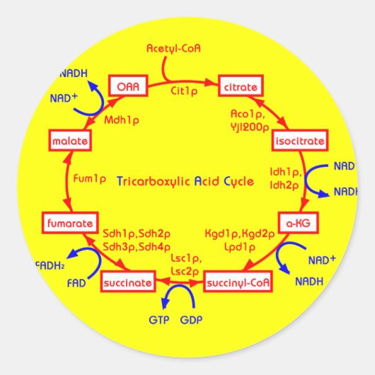 Sticker Rond cycle acide tricarboxylique (Devant)