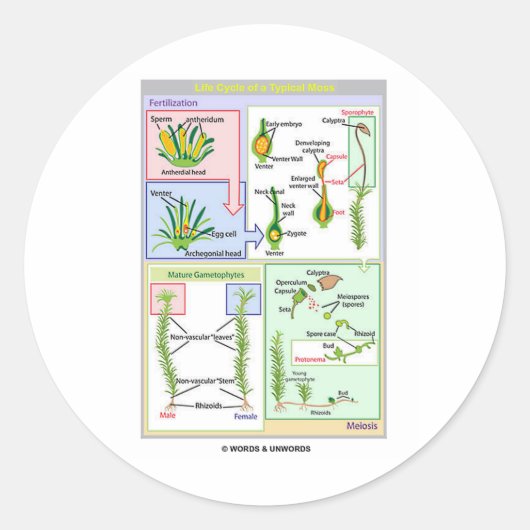 Sticker Rond Cycle De Vie D'Une Mousse Typique (Bryophyte) (Devant)