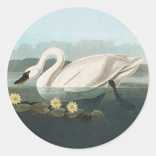 Sticker Rond cygne audubon cygnes d'eau blanche (Devant)