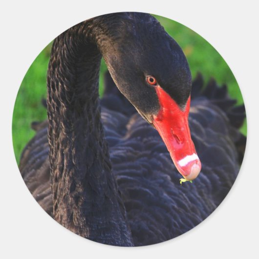 Sticker Rond Cygne noir australien (Devant)