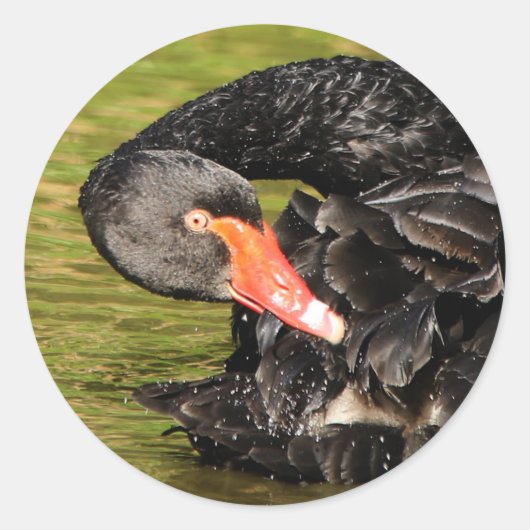 Sticker Rond Cygne noir dans l'étang (Devant)