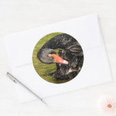 Sticker Rond Cygne noir dans l'étang (Enveloppe)