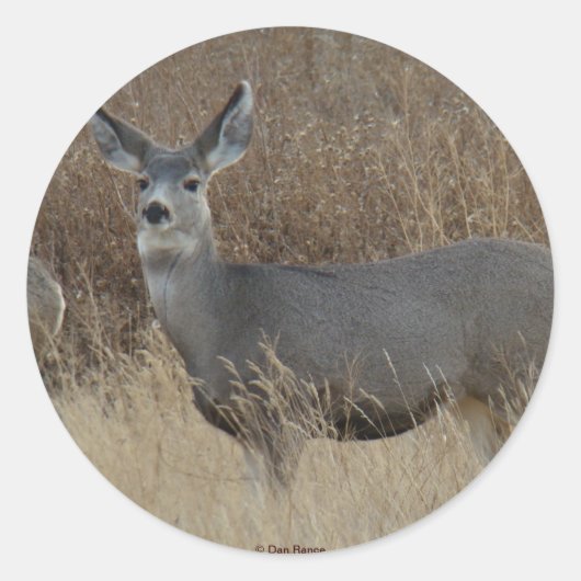 Sticker Rond D14 Mule Deer Doe (Devant)