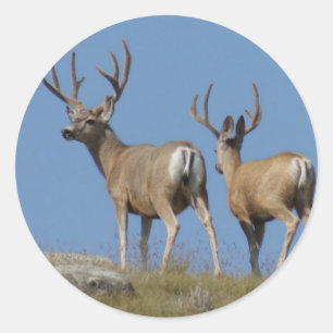 Sticker Rond D9 Mule Deer Bucks in Velvet