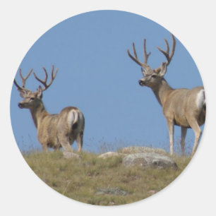 Sticker Rond D9 Mule Deer Bucks in Velvet