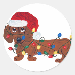Sticker Rond Dachshund emmêlé dans les lumières de Noël (Rouge)