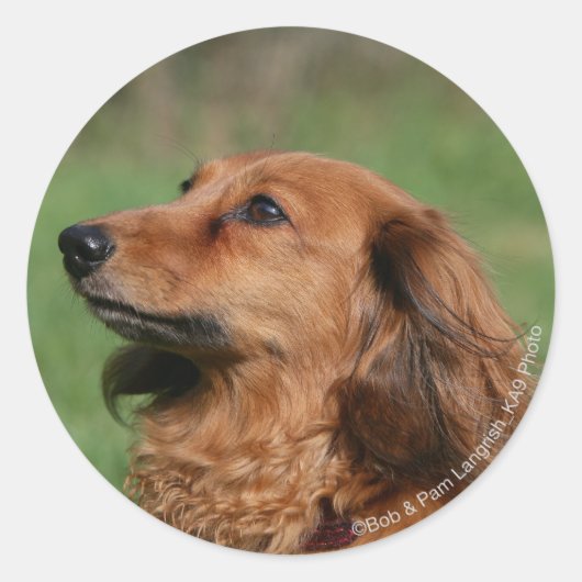 Sticker Rond Dachshund miniature à cheveux longs 2 (Devant)