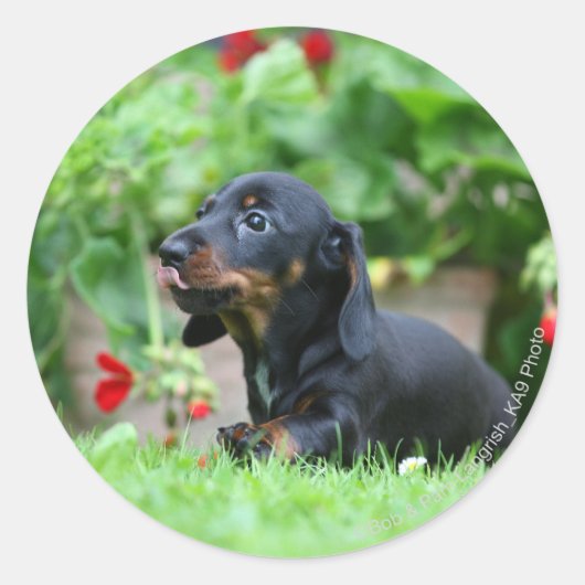 Sticker Rond Dachshund miniature à poil lisse 1 (Devant)