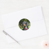 Sticker Rond Dachshund miniature à poil lisse 3 (Enveloppe)