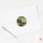 Sticker Rond Dachshund miniature au chocolat et au tan aux chev (Enveloppe)