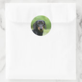 Sticker Rond Dachshund noir et tan Miniture 1 (Sac)