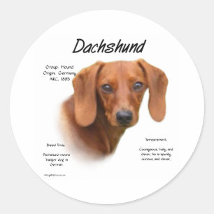 Sticker Rond Dachshund Smooth Rencontrez la race - Customisé