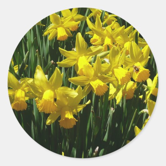 Sticker Rond Daffodiles Jaunes I Fleurs De Printemps Cheveux (Devant)