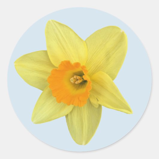Sticker Rond Daffodique de printemps jaune (Devant)
