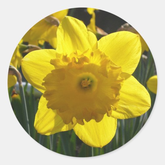 Sticker Rond Daffodique éclairé (Devant)
