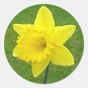 Sticker Rond Daffodique galloise