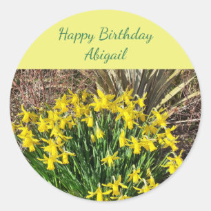 Sticker Rond Daffodiques jaunes printaniers Anniversaire