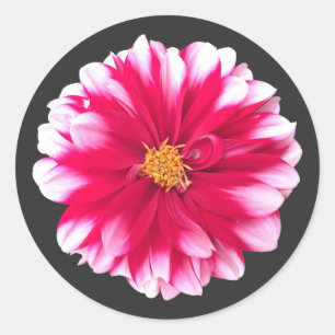 Sticker Rond Dahlia